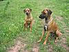 members/simba-und-lina-albums-querbeet-picture9905-375-7560.jpg