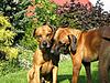 members/simba-und-lina-albums-querbeet-picture9906-377-7725.jpg