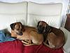 members/simba-und-lina-albums-querbeet-picture9907-381-8157.jpg