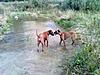 members/stuppi-albums-baghira-picture12348-mit-freundin-kira-links.jpg