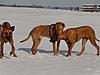 members/stuppi-albums-baghira-picture13163-mein-hund-links-als-dumbo.jpg